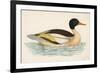 Morris, Duck, Goosander-null-Framed Art Print