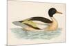 Morris, Duck, Goosander-null-Mounted Art Print