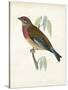 Morris Linnet-Reverend Francis O. Morris-Stretched Canvas