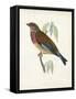 Morris Linnet-Reverend Francis O. Morris-Framed Stretched Canvas