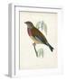 Morris Linnet-Reverend Francis O. Morris-Framed Art Print