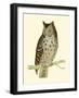 Morris Mottled Owl-Reverend Francis O. Morris-Framed Art Print