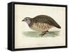 Morris Pheasants III-null-Framed Stretched Canvas