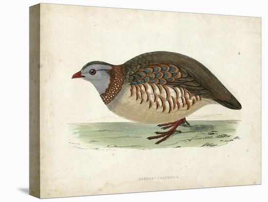 Morris Pheasants III-null-Stretched Canvas