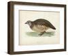 Morris Pheasants III-null-Framed Art Print