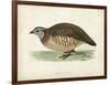 Morris Pheasants III-null-Framed Art Print