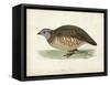 Morris Pheasants III-null-Framed Stretched Canvas