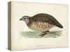 Morris Pheasants III-null-Stretched Canvas