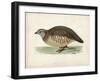 Morris Pheasants III-null-Framed Art Print