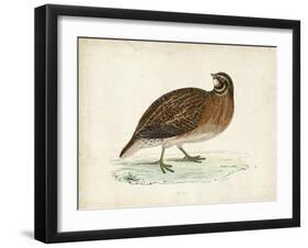 Morris Pheasants IV-null-Framed Art Print