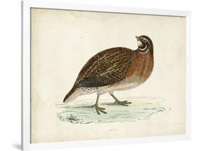 Morris Pheasants IV-null-Framed Art Print