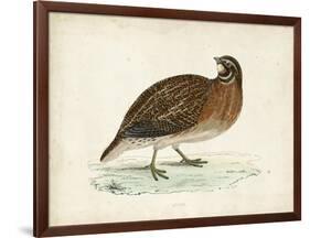 Morris Pheasants IV-null-Framed Art Print