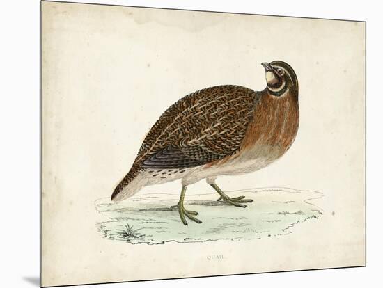 Morris Pheasants IV-null-Mounted Art Print