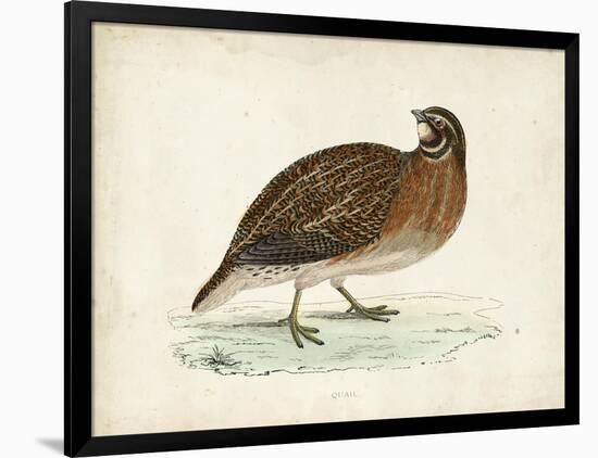 Morris Pheasants IV-null-Framed Art Print