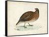 Morris Pheasants IV-null-Framed Stretched Canvas