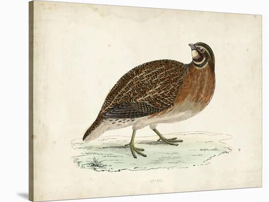 Morris Pheasants IV-null-Stretched Canvas