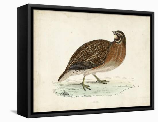 Morris Pheasants IV-null-Framed Stretched Canvas