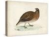 Morris Pheasants IV-null-Stretched Canvas