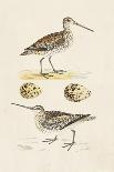 Sandpipers & Eggs III-Morris-Art Print