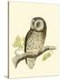 Morris Tengmalm's Owl-Reverend Francis O. Morris-Stretched Canvas