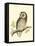 Morris Tengmalm's Owl-Reverend Francis O. Morris-Framed Stretched Canvas
