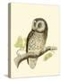 Morris Tengmalm's Owl-Reverend Francis O. Morris-Stretched Canvas