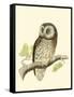 Morris Tengmalm's Owl-Reverend Francis O. Morris-Framed Stretched Canvas