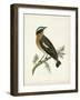 Morris Whinchat-Reverend Francis O. Morris-Framed Art Print