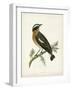 Morris Whinchat-Reverend Francis O. Morris-Framed Art Print