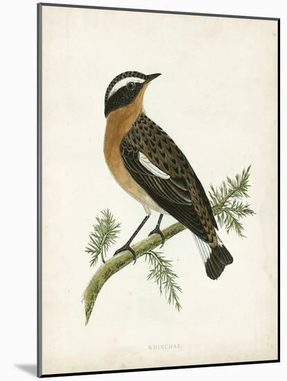 Morris Whinchat-Reverend Francis O. Morris-Mounted Art Print