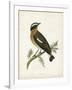 Morris Whinchat-Reverend Francis O. Morris-Framed Art Print