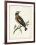 Morris Whinchat-Reverend Francis O. Morris-Framed Art Print