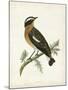 Morris Whinchat-Reverend Francis O. Morris-Mounted Art Print