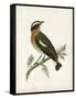 Morris Whinchat-Reverend Francis O. Morris-Framed Stretched Canvas