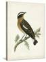 Morris Whinchat-Reverend Francis O. Morris-Stretched Canvas