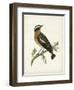 Morris Whinchat-Reverend Francis O. Morris-Framed Art Print