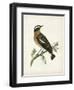 Morris Whinchat-Reverend Francis O. Morris-Framed Art Print