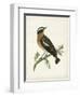 Morris Whinchat-Reverend Francis O. Morris-Framed Art Print