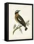 Morris Whinchat-Reverend Francis O. Morris-Framed Stretched Canvas