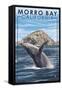 Morro Bay, CA - Humpback Whale-Lantern Press-Framed Stretched Canvas