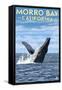 Morro Bay, CA - Humpback Whale-Lantern Press-Framed Stretched Canvas