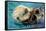 Morro Bay, California - Sea Otter-Lantern Press-Framed Stretched Canvas