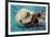 Morro Bay, California - Sea Otter-Lantern Press-Framed Premium Giclee Print