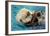 Morro Bay, California - Sea Otter-Lantern Press-Framed Art Print