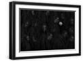 Chelsea Black