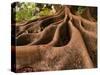 Morton Bay Fig Tree, Selby Gardens, Sarasota, Florida-Adam Jones-Stretched Canvas