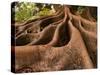 Morton Bay Fig Tree, Selby Gardens, Sarasota, Florida-Adam Jones-Stretched Canvas