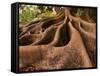 Morton Bay Fig Tree, Selby Gardens, Sarasota, Florida-Adam Jones-Framed Stretched Canvas