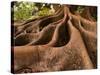 Morton Bay Fig Tree, Selby Gardens, Sarasota, Florida-Adam Jones-Stretched Canvas