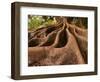 Morton Bay Fig Tree, Selby Gardens, Sarasota, Florida-Adam Jones-Framed Photographic Print